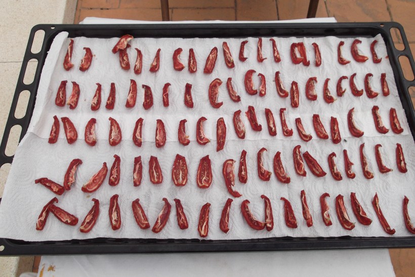 Sun Dried Toms Day 2 02