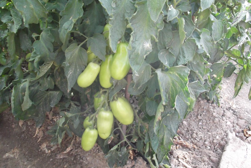 Veggies & Mediterranean Layer 012