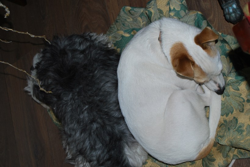 Dining Chair Seats (6)