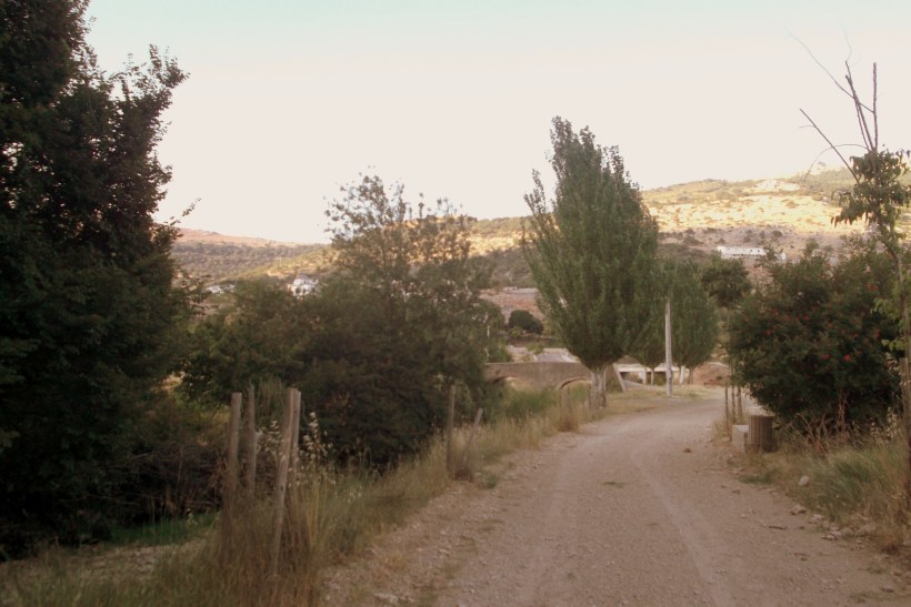 Paseo con los chuchos (1)