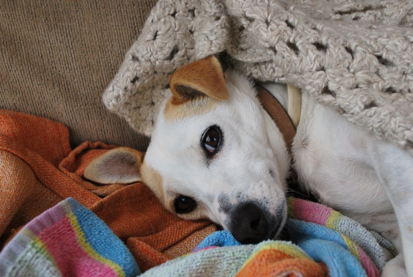 Luna starts her acclimatisation training for the colder English weather...