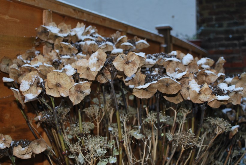 Snow 15 Enero 2013 (6)