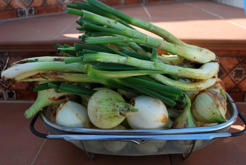 Cebollas (3)