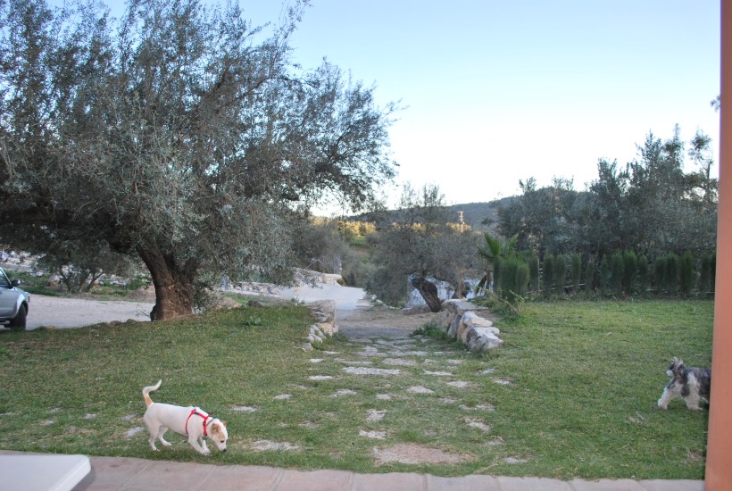 We'll miss the view from the patio of one of our favourite local bars. And the dogs love it there too!