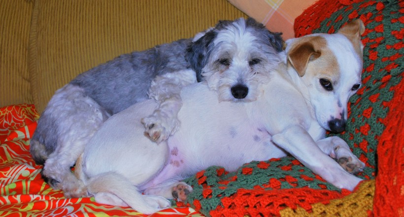 No Dogs On The Sofa Please