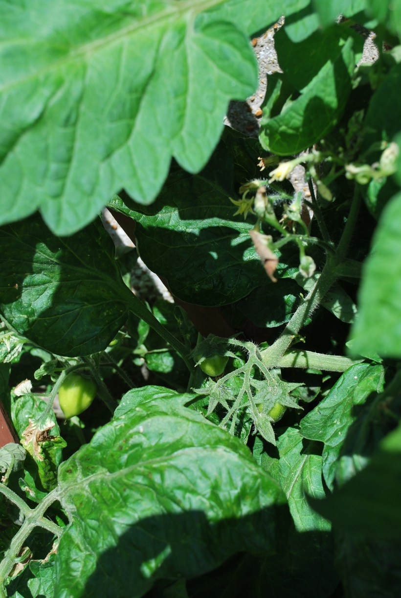 Garden Bexhill July 2015 003