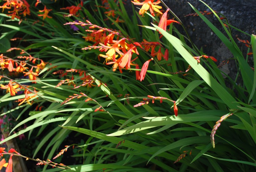 Garden Bexhill July 2015 009