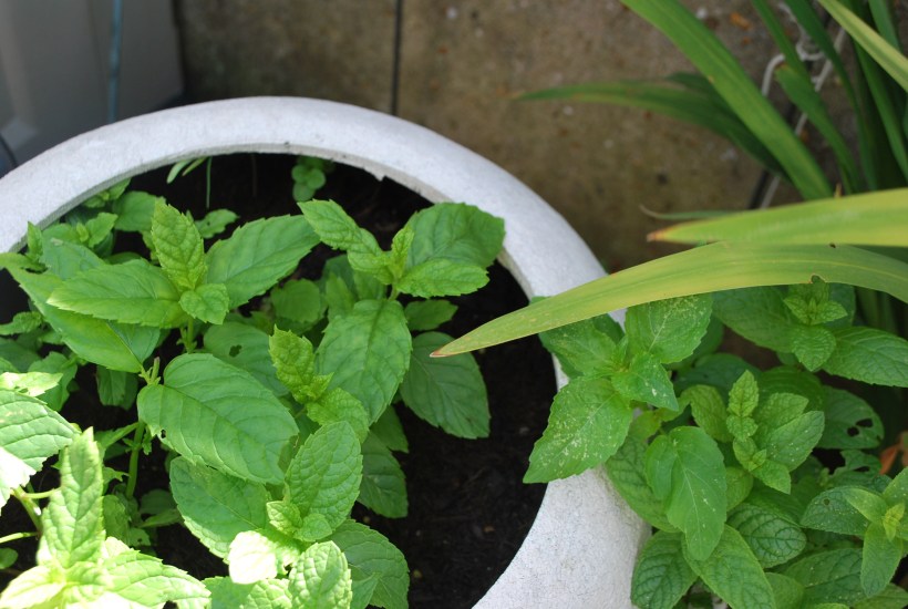 Garden Bexhill July 2015 012