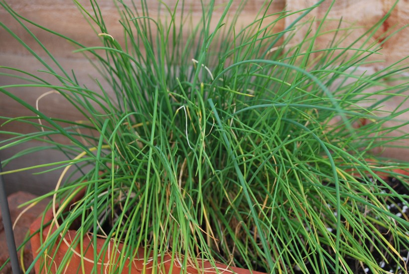 Garden Bexhill July 2015 013