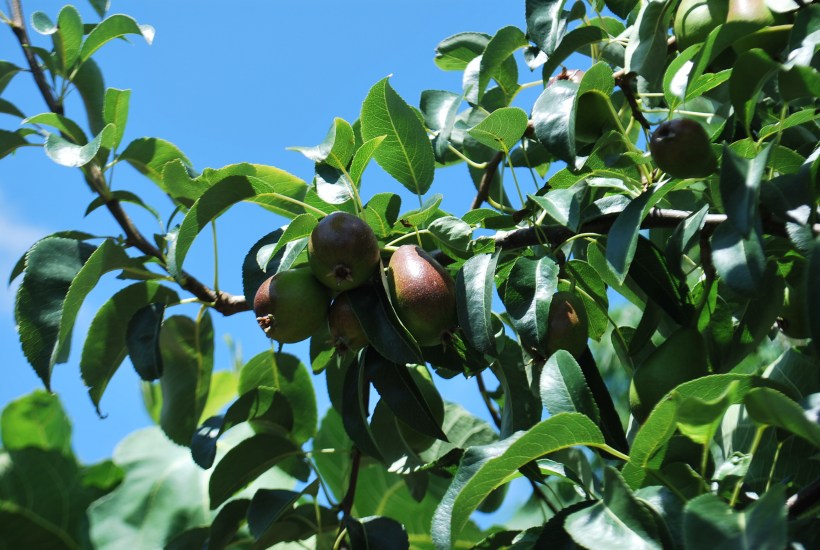 Garden Bexhill July 2015 020